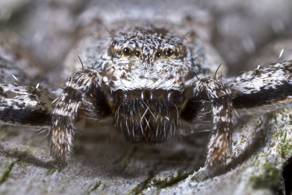 Philodromus margaritatus - Varna (BZ)